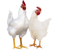 درخواست جیره غذایی دام و طیور