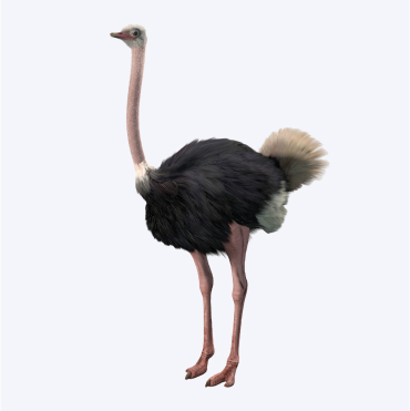 پرورش شترمرغ