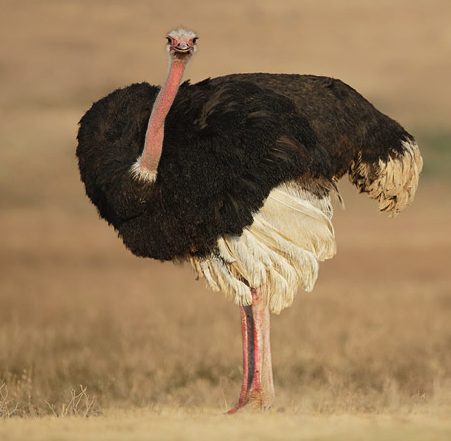 پرورش شترمرغ