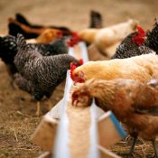 بحران خوراک طیور در ایران: دلایل کمبود نهاده‌ها و بهترین راه‌حل‌های عملی ۱۴۰۴