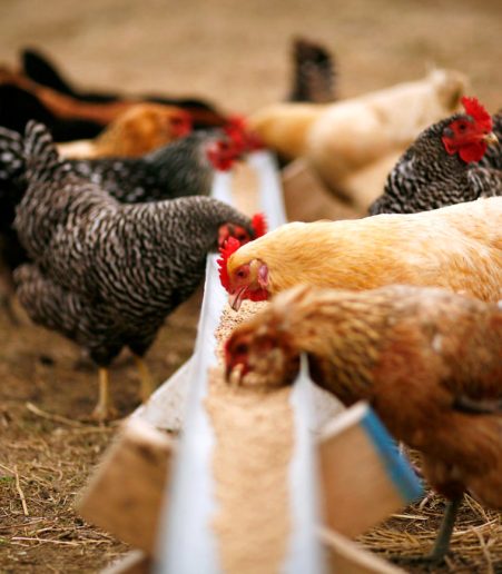 بحران خوراک طیور در ایران: دلایل کمبود نهاده‌ها و بهترین راه‌حل‌های عملی ۱۴۰۴