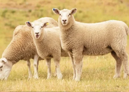 پیش‌بینی قیمت دام زنده | آینده بازار دام سبک و سنگین در ایران