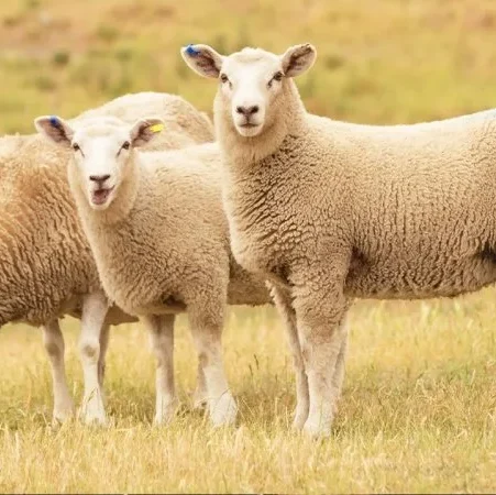 پیش‌بینی قیمت دام زنده | آینده بازار دام سبک و سنگین در ایران