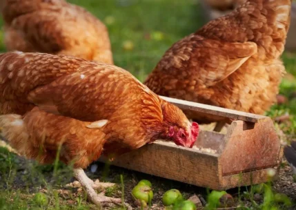 دوره آموزشی پرورش مرغ خانگی با کمترین بودجه